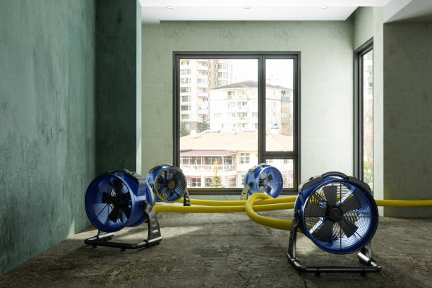 Best Mold removal after water damage  in Bryant, AR